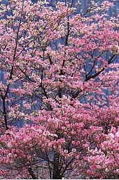 《如龙８》林襄采访影片 1月26日正式发售